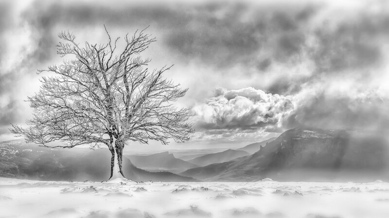 Solitary Tree in Snow — Black, Dramatic, Winter