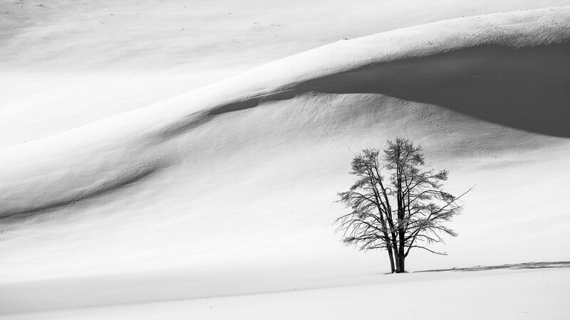 Solitary Tree in Snow — Black, Serene