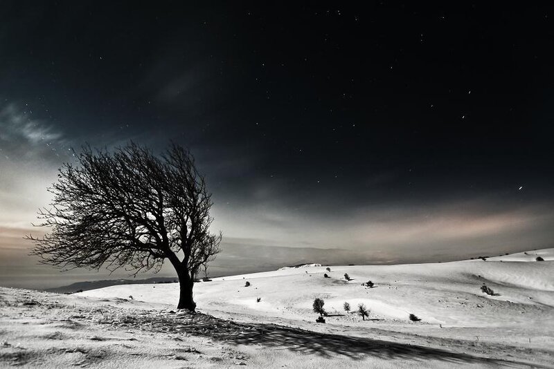 Solitary Tree in Snow — Black