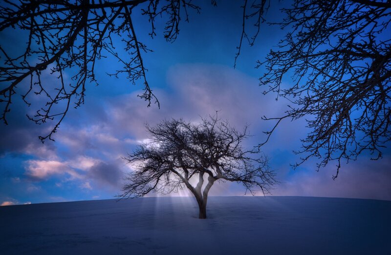 Solitary Tree in Snow — Blue, Dramatic