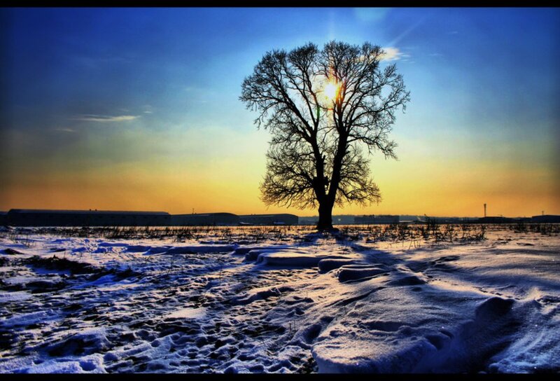 Solitary Tree in Snow — Blue, Dramatic, Winter, Photograph, Sky