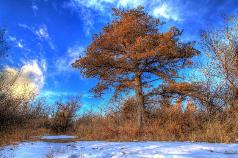 Solitary Tree in Snow — Blue, Dramatic, Winter, Photograph
