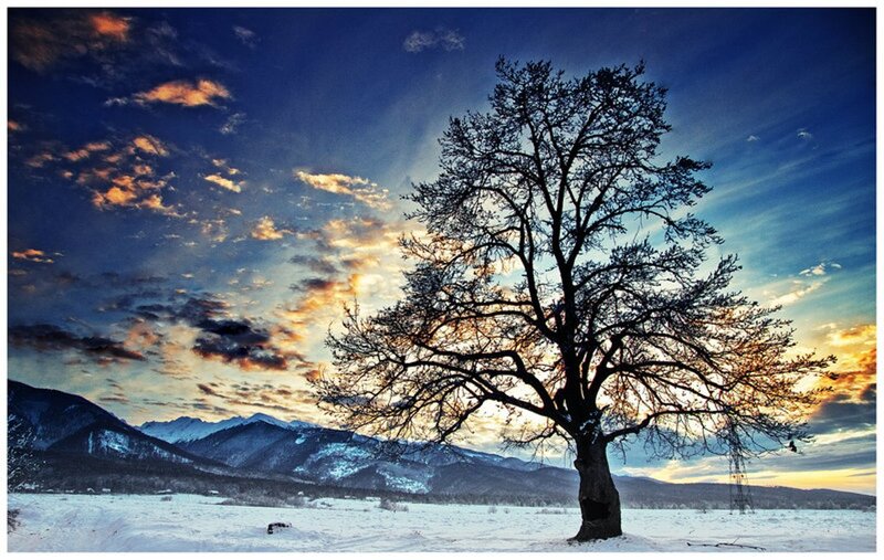Solitary Tree in Snow — Blue, Dramatic, Winter