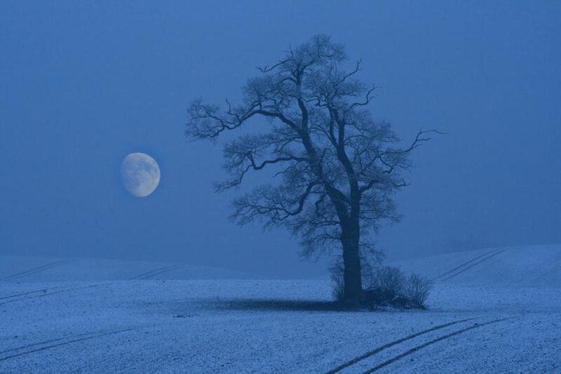 Solitary Tree in Snow — Blue, Serene, Night, Photograph, Moon
