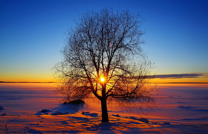 Solitary Tree in Snow — Blue, Serene, Sunset