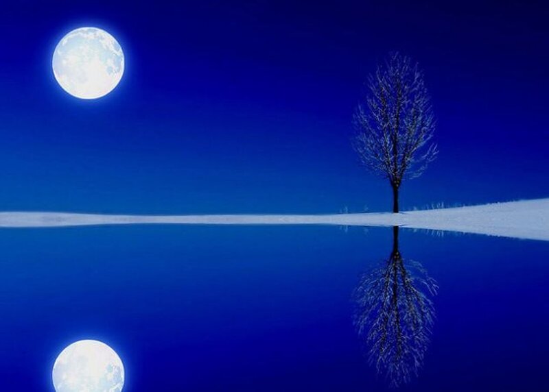 Solitary Tree in Snow — Blue, Serene