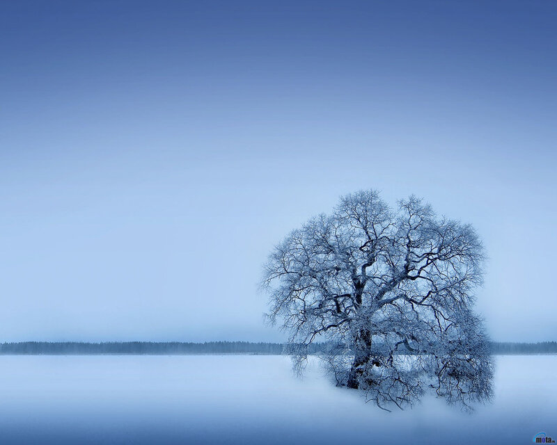 Solitary Tree in Snow — Blue, Serene, Winter, Photograph, Fog