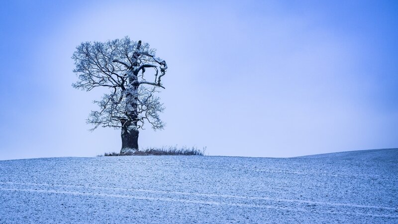 Solitary Tree in Snow — Blue, Serene, Winter, Photograph, Sky, Field