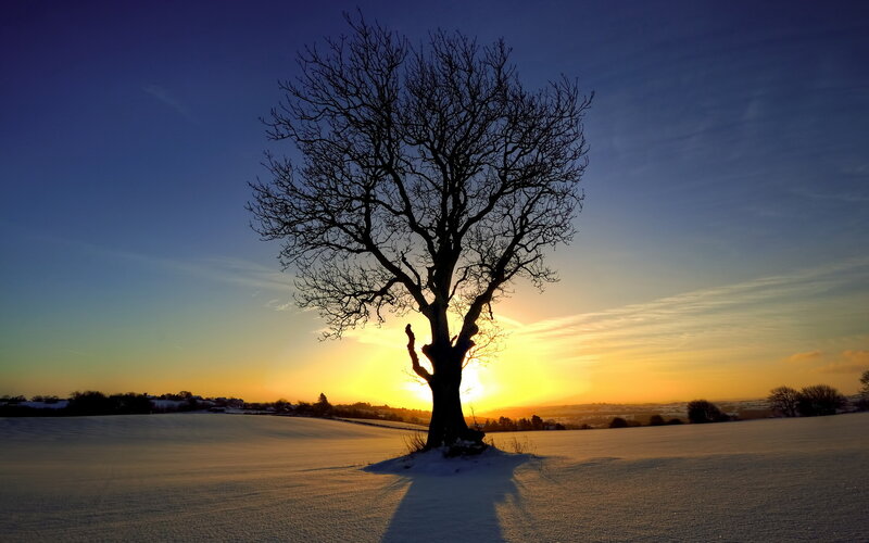 Solitary Tree in Snow — Blue, Serene, Winter