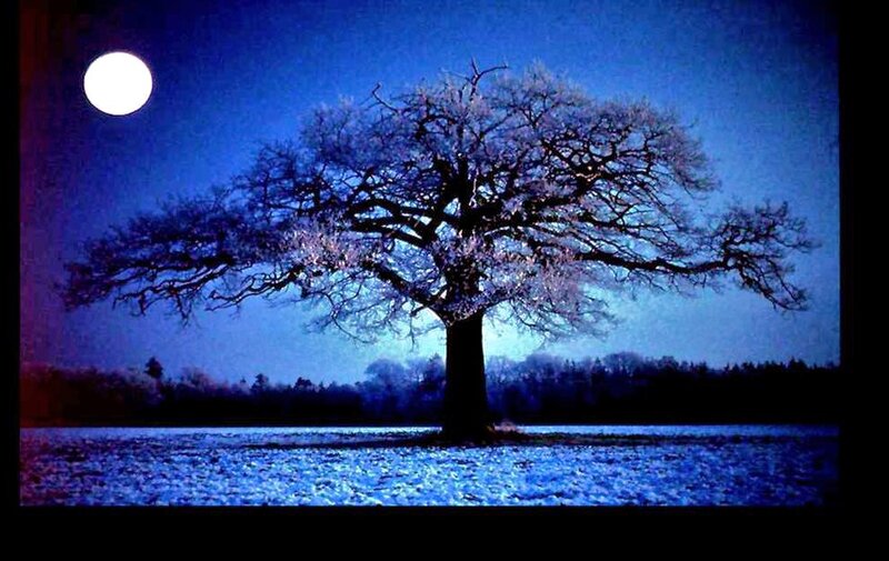 Solitary Tree in Snow — Blue