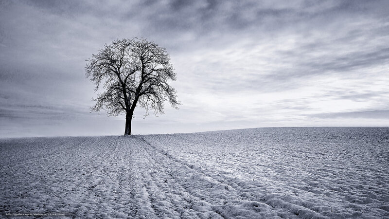 Solitary Tree in Snow — Gray, Dreary