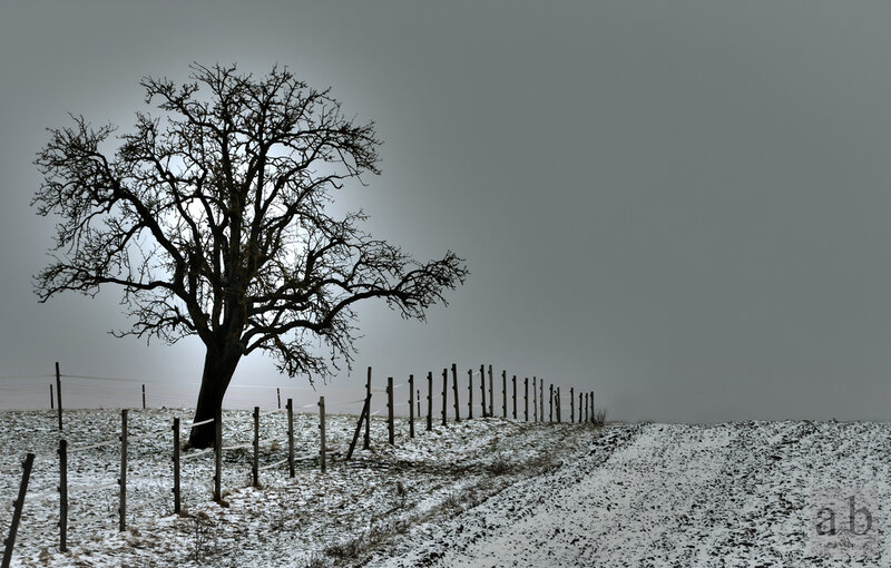 Solitary Tree in Snow — Gray