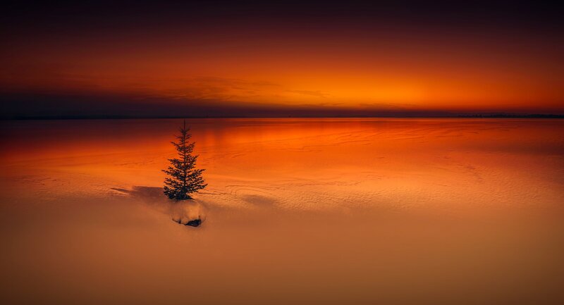 Solitary Tree in Snow — Orange, Dramatic, Sunset