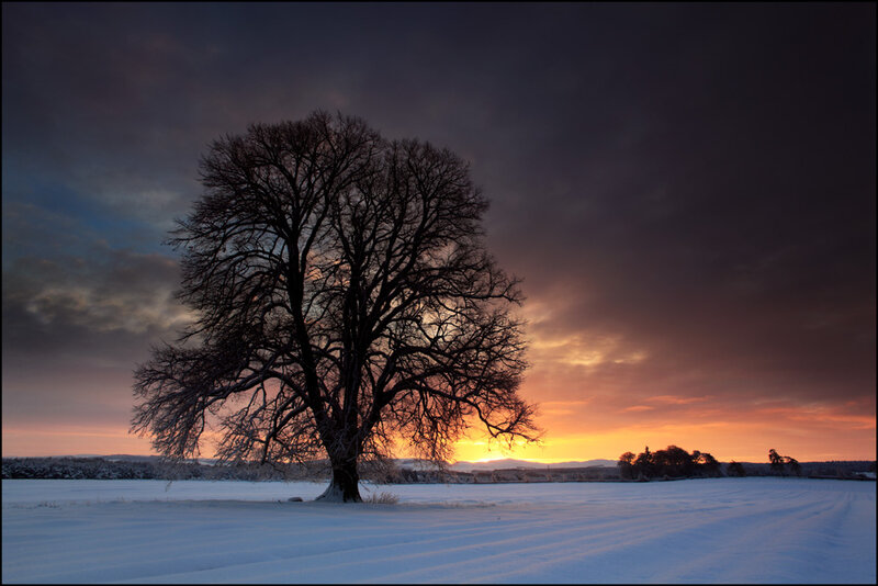 Solitary Tree in Snow — Orange, Dramatic