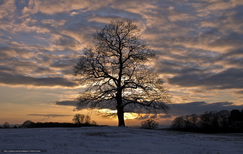 Solitary Tree in Snow — Orange, Dramatic, Winter, Photograph