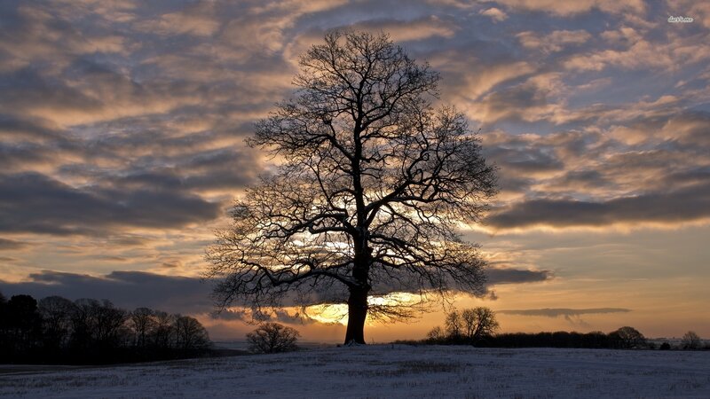 Solitary Tree in Snow — Orange, Dramatic, Winter
