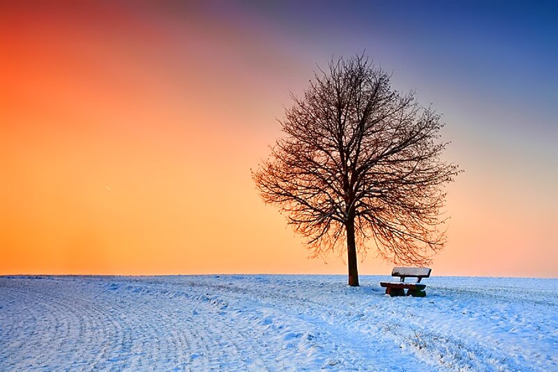 Solitary Tree in Snow — Orange, Serene