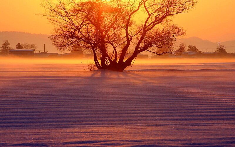 Solitary Tree in Snow — Orange