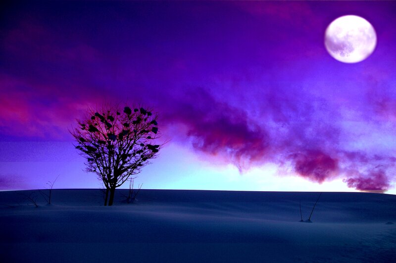 Solitary Tree in Snow — Purple, Dramatic, Night