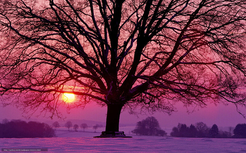 Solitary Tree in Snow — Purple, Dramatic, Sunset