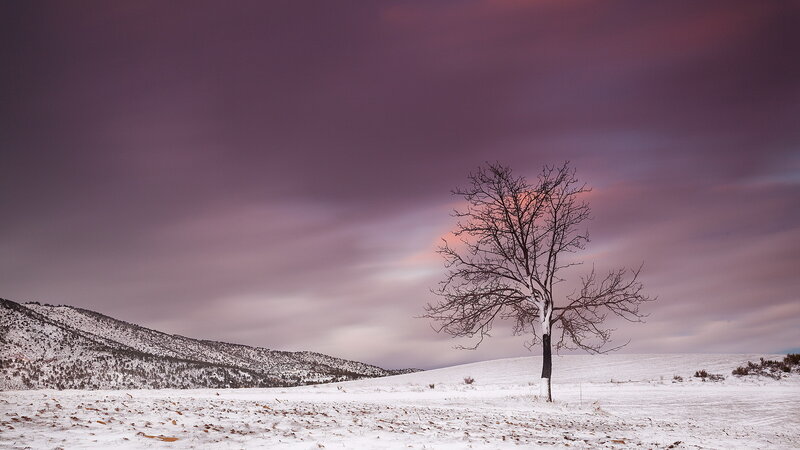 Solitary Tree in Snow — Purple, Dramatic