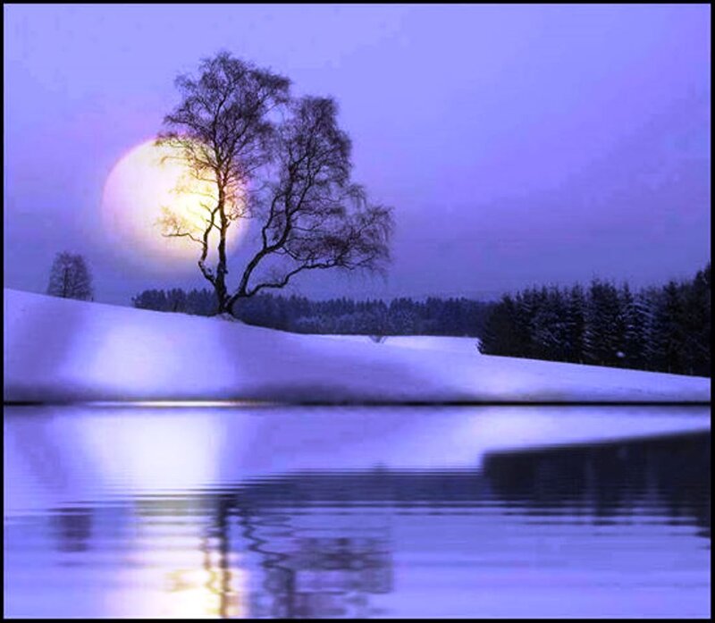 Solitary Tree in Snow — Purple, Serene