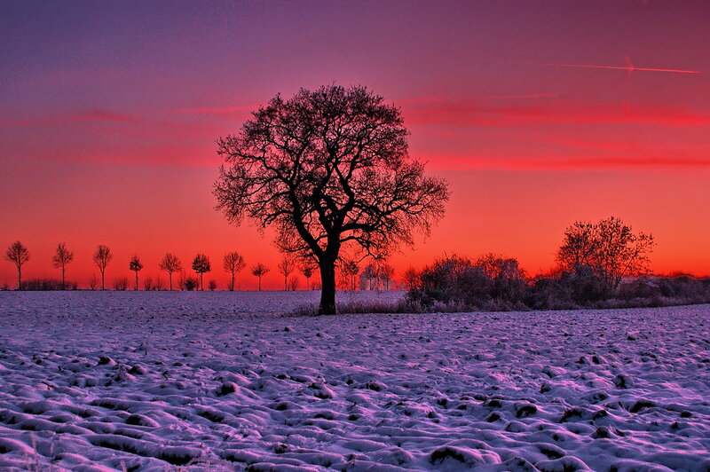 Solitary Tree in Snow — Red