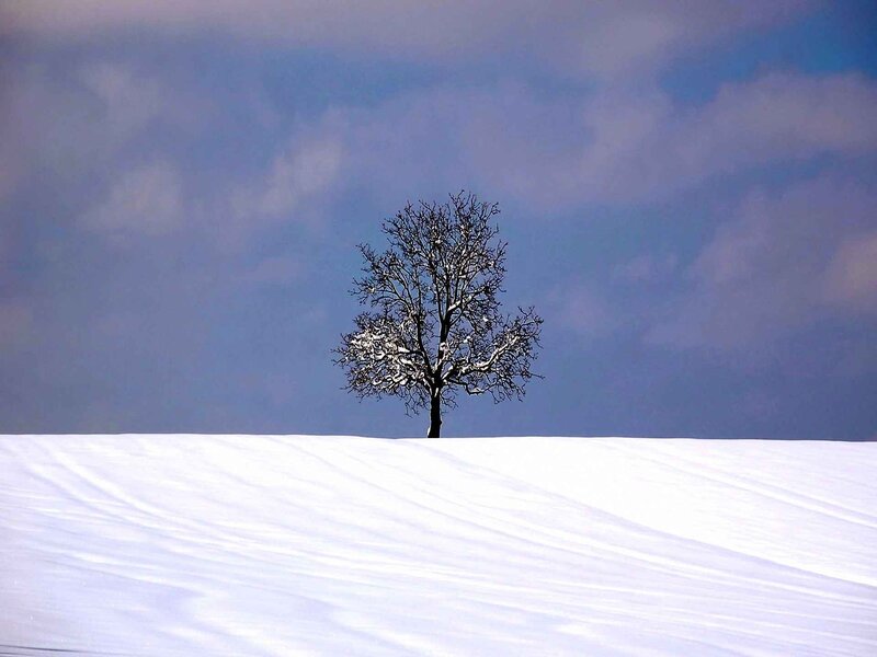 Solitary Tree in Snow