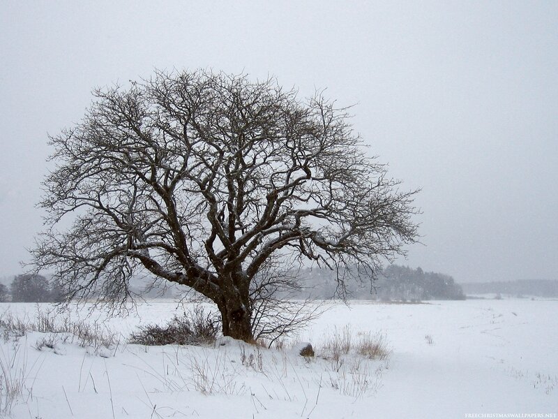 Solitary Tree in Snow — White, Cold