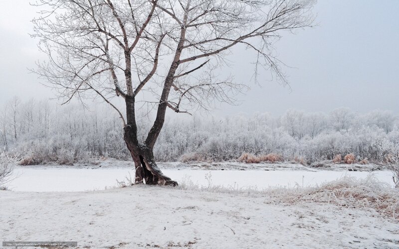 Solitary Tree in Snow — White, Cold, Winter, Photograph