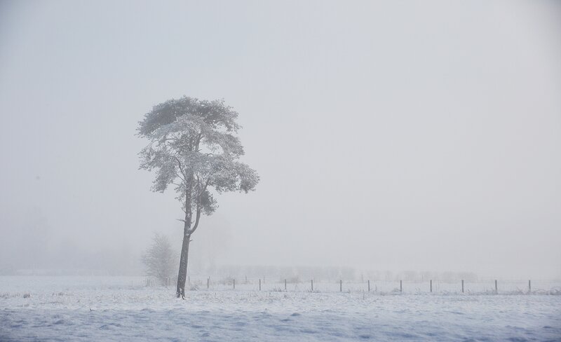 Solitary Tree in Snow — White, Cold, Winter