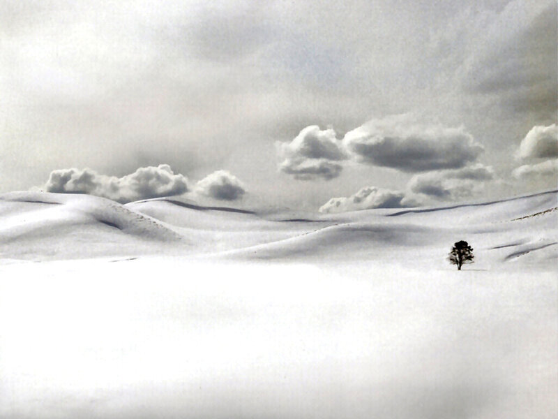 Solitary Tree in Snow — White, Desolate
