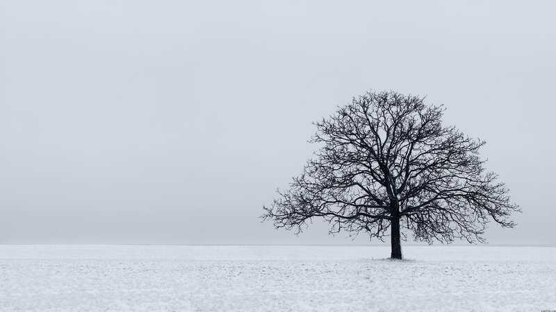 Solitary Tree in Snow — White, Desolate, Winter
