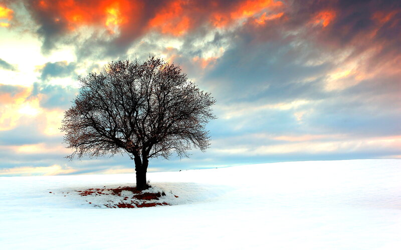 Solitary Tree in Snow — White, Dramatic