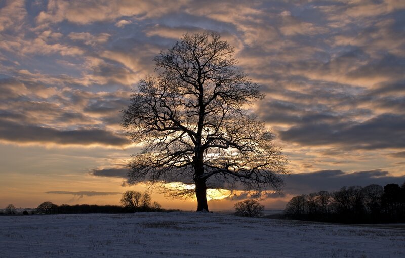 Solitary Tree in Snow — White, Dramatic, Winter, Photograph, Clouds, Field