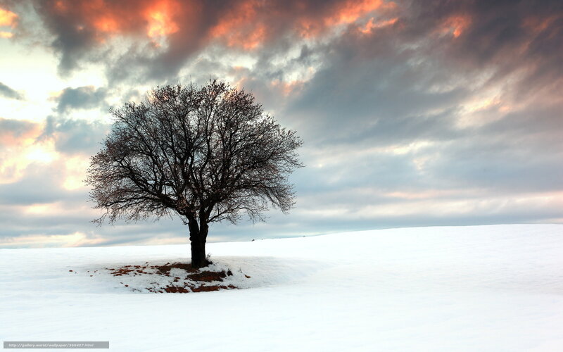 Solitary Tree in Snow — White, Dramatic, Winter, Photograph, Clouds, Sky
