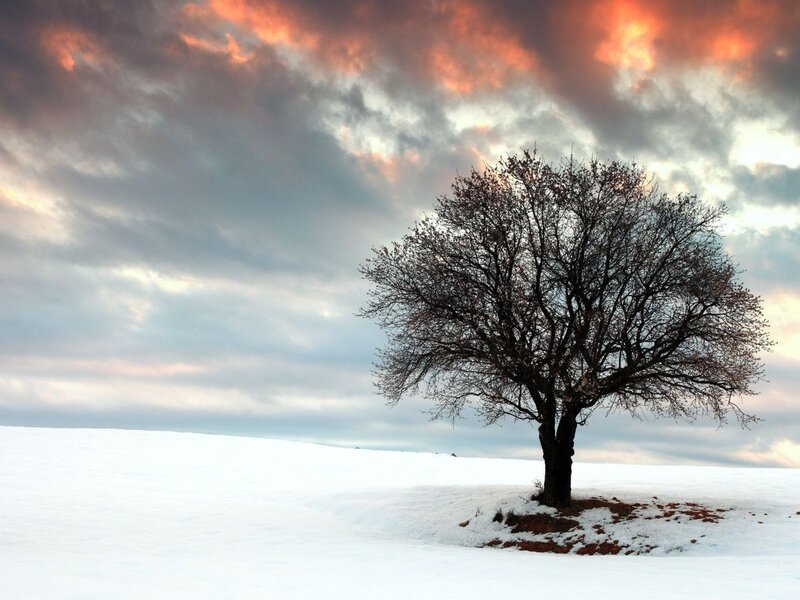 Solitary Tree in Snow — White, Dramatic, Winter, Photograph, Clouds