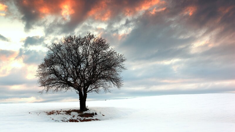 Solitary Tree in Snow — White, Dramatic, Winter, Photograph