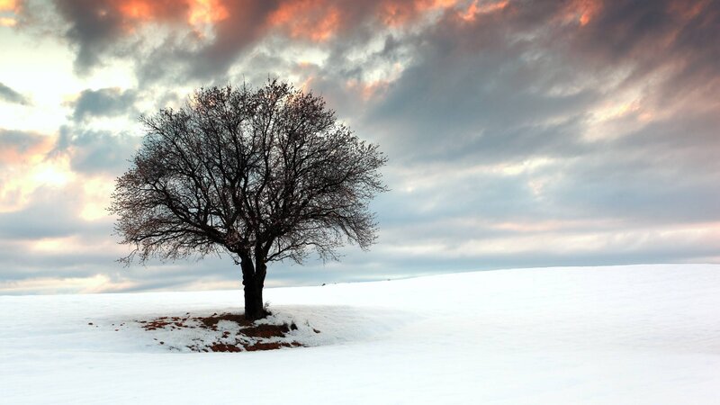 Solitary Tree in Snow — White, Dramatic, Winter