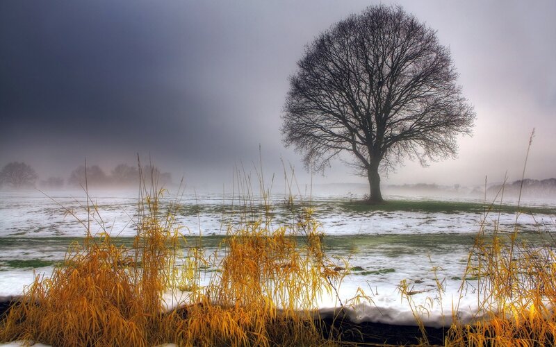 Solitary Tree in Snow — White, Dreary