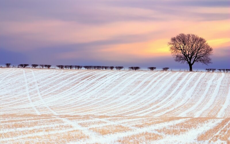 Solitary Tree in Snow — White, Serene, Sunset