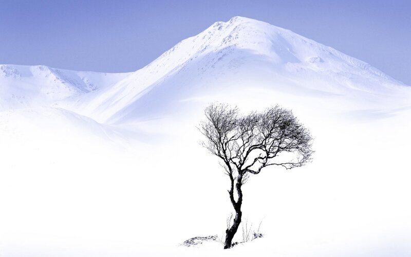 Solitary Tree in Snow — White, Serene