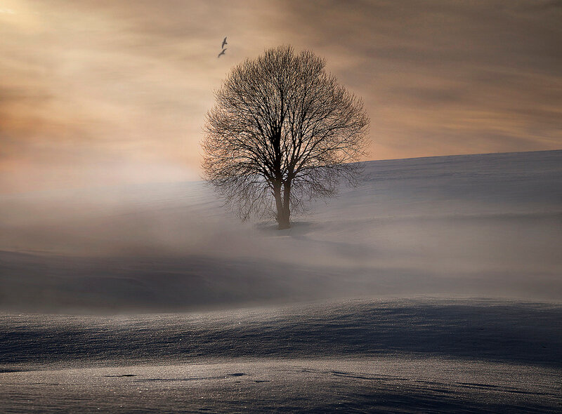 Solitary Tree in Snow — White, Serene, Winter, Photograph, Birds