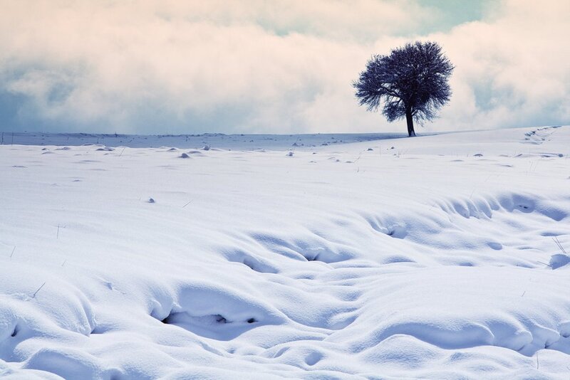 Solitary Tree in Snow — White, Serene, Winter, Photograph, Clouds, Hill