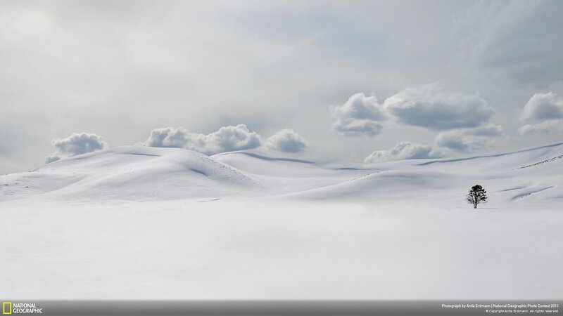 Solitary Tree in Snow — White, Serene, Winter, Photograph, Clouds, Hills, Gray