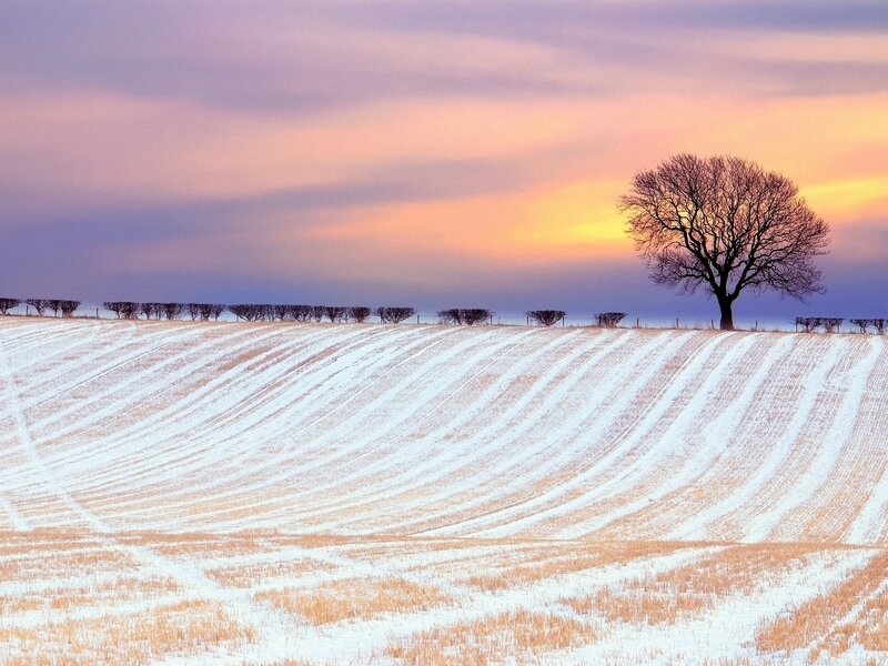 Solitary Tree in Snow — White, Serene, Winter, Photograph, Field