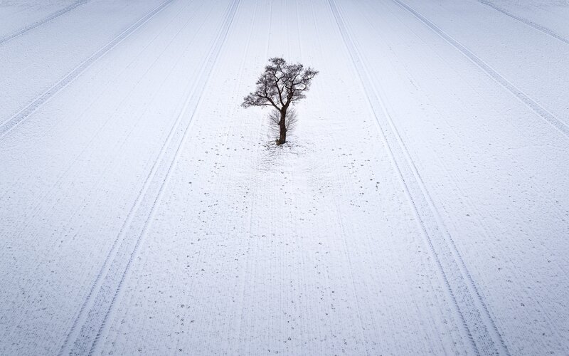 Solitary Tree in Snow — White, Serene, Winter, Photograph, Field, Tracks