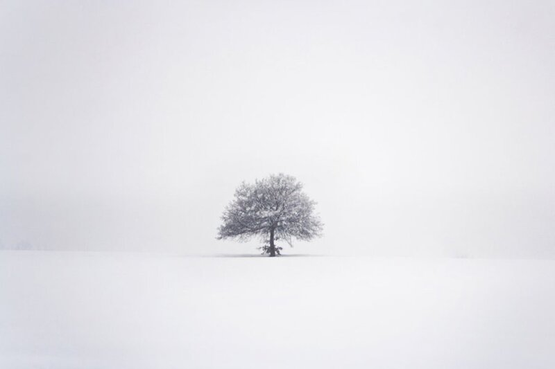 Solitary Tree in Snow — White, Serene, Winter, Photograph, Fog