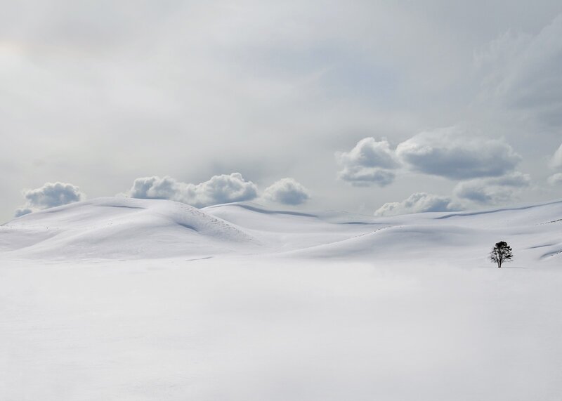 Solitary Tree in Snow — White, Serene, Winter, Photograph, Hills