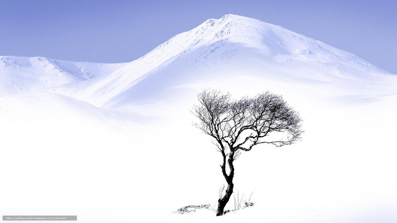 Solitary Tree in Snow — White, Serene, Winter, Photograph, Mountain